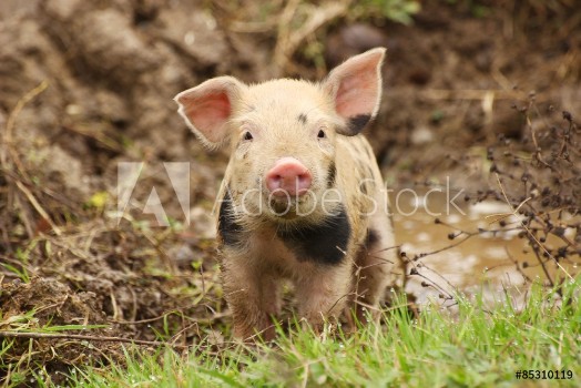 Picture of Cute little piglet